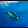 Oceanic Whitetip